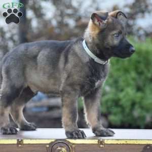 Lukas, German Shepherd Puppy